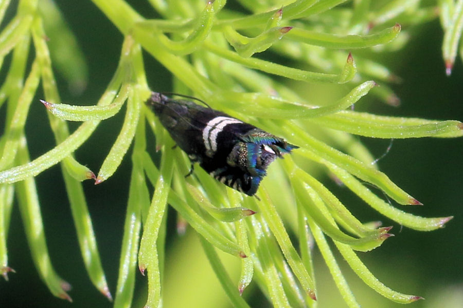Tortricidae: Grapholita sp.